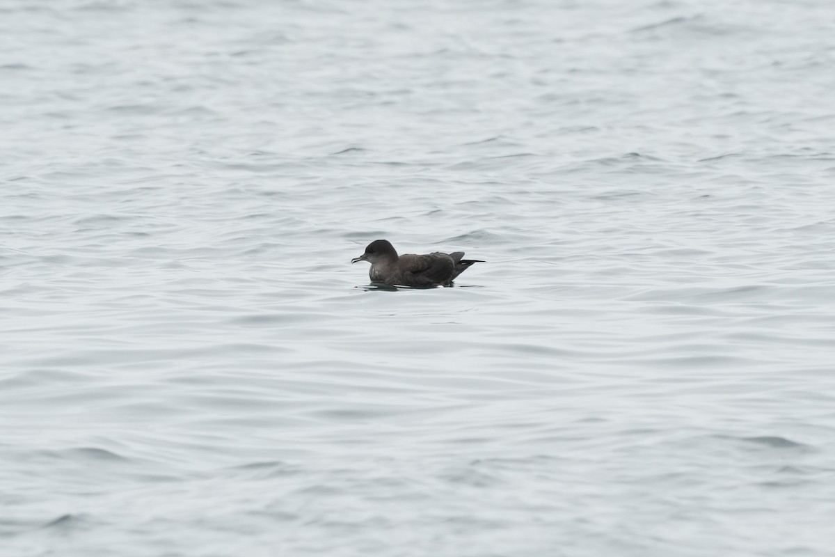 Short-tailed Shearwater - ML637633526