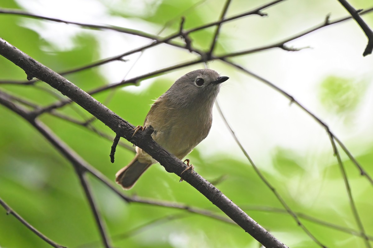 David's Fulvetta - ML637633539
