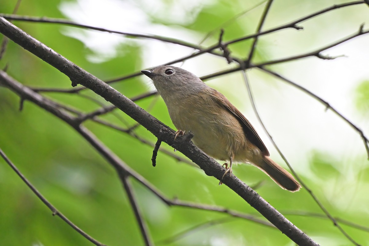 David's Fulvetta - ML637633540