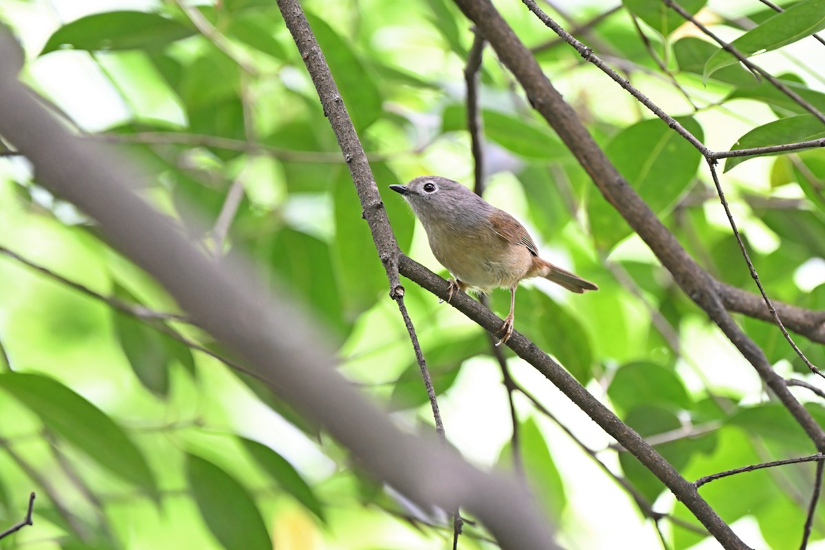 David's Fulvetta - ML637633541