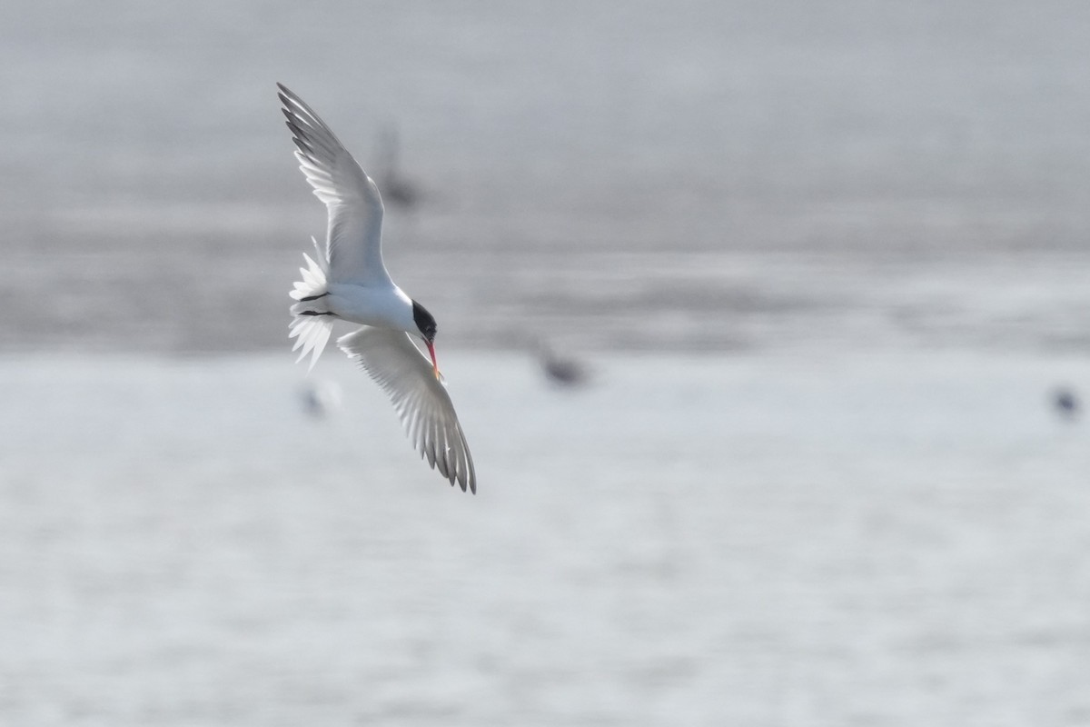 Elegant Tern - ML637633600