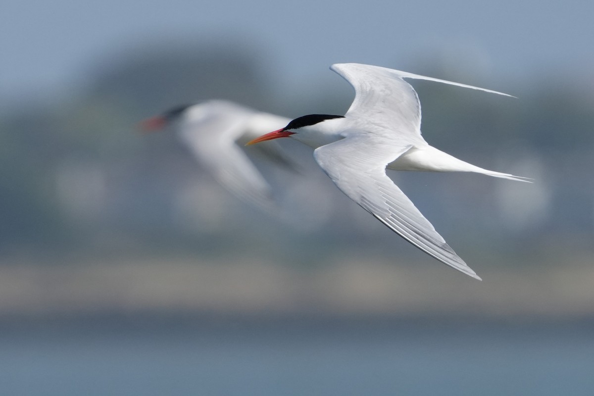 Elegant Tern - ML637633601