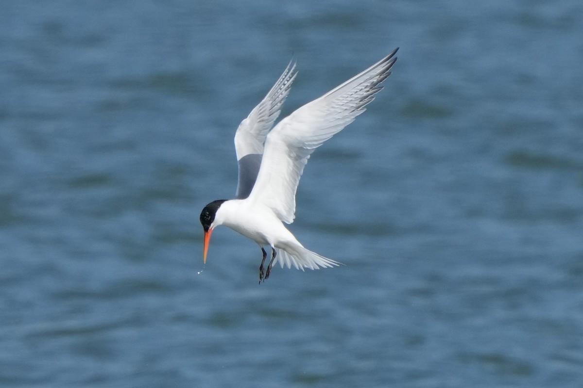 Elegant Tern - ML637633602