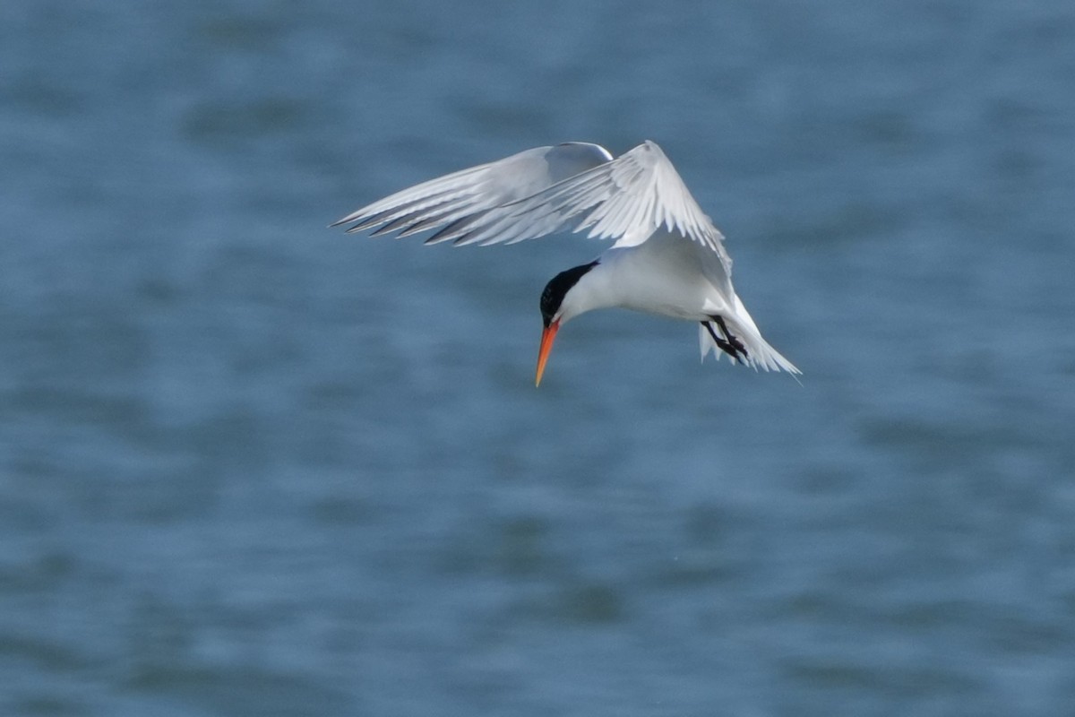 Elegant Tern - ML637633603