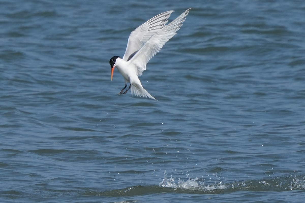 Elegant Tern - ML637633604