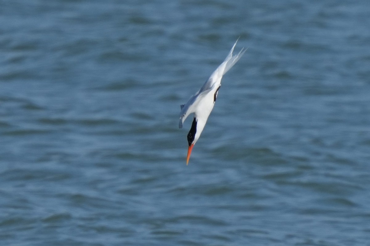 Elegant Tern - ML637633605