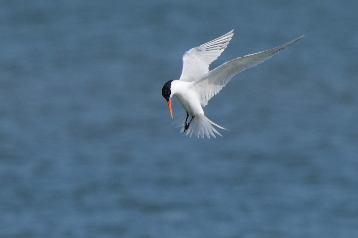 Elegant Tern - ML637633607