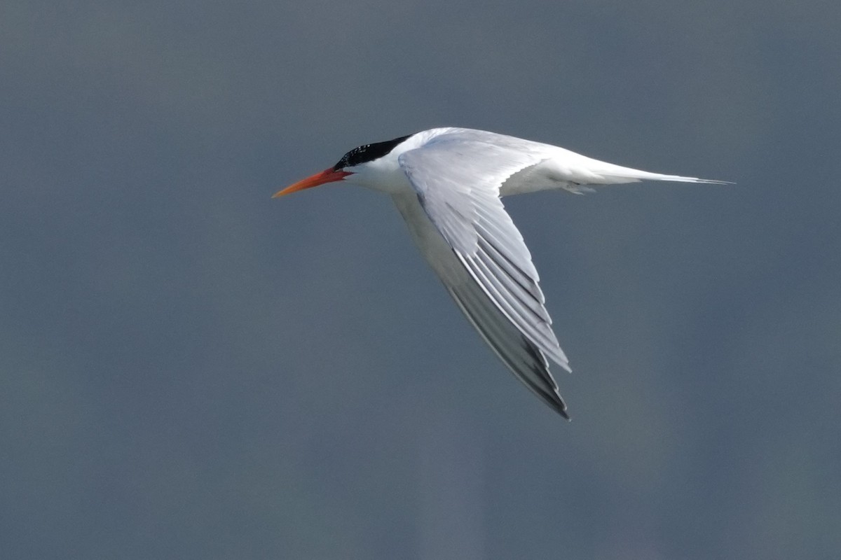 Elegant Tern - ML637633608