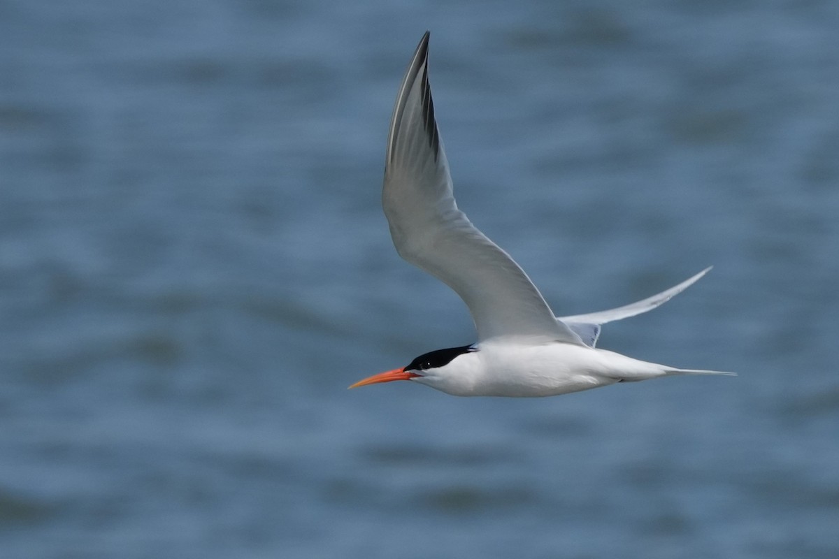 Elegant Tern - ML637633609