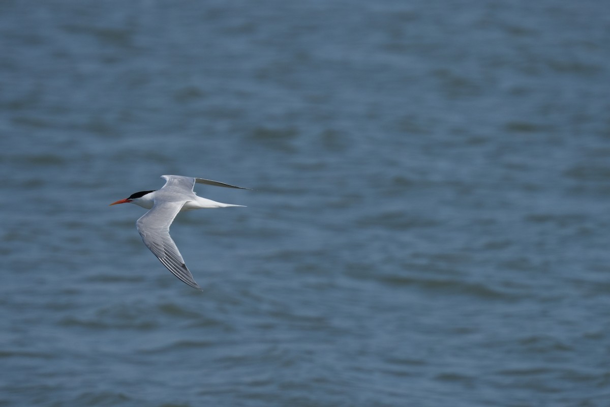 Elegant Tern - ML637633618