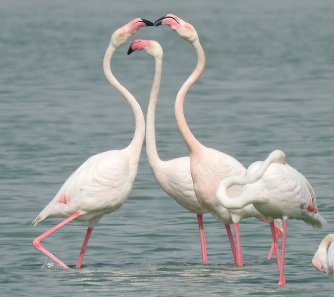Greater Flamingo - ML637633624