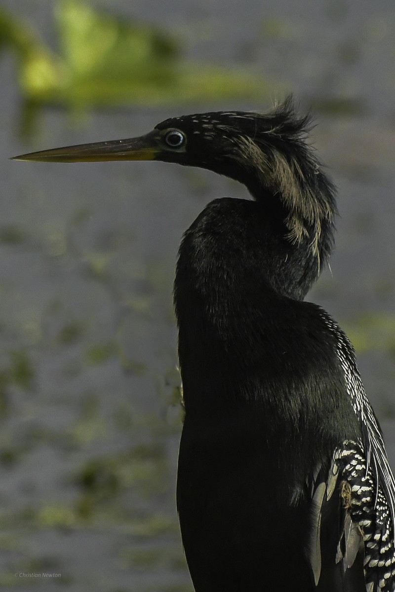 Anhinga - ML637633626