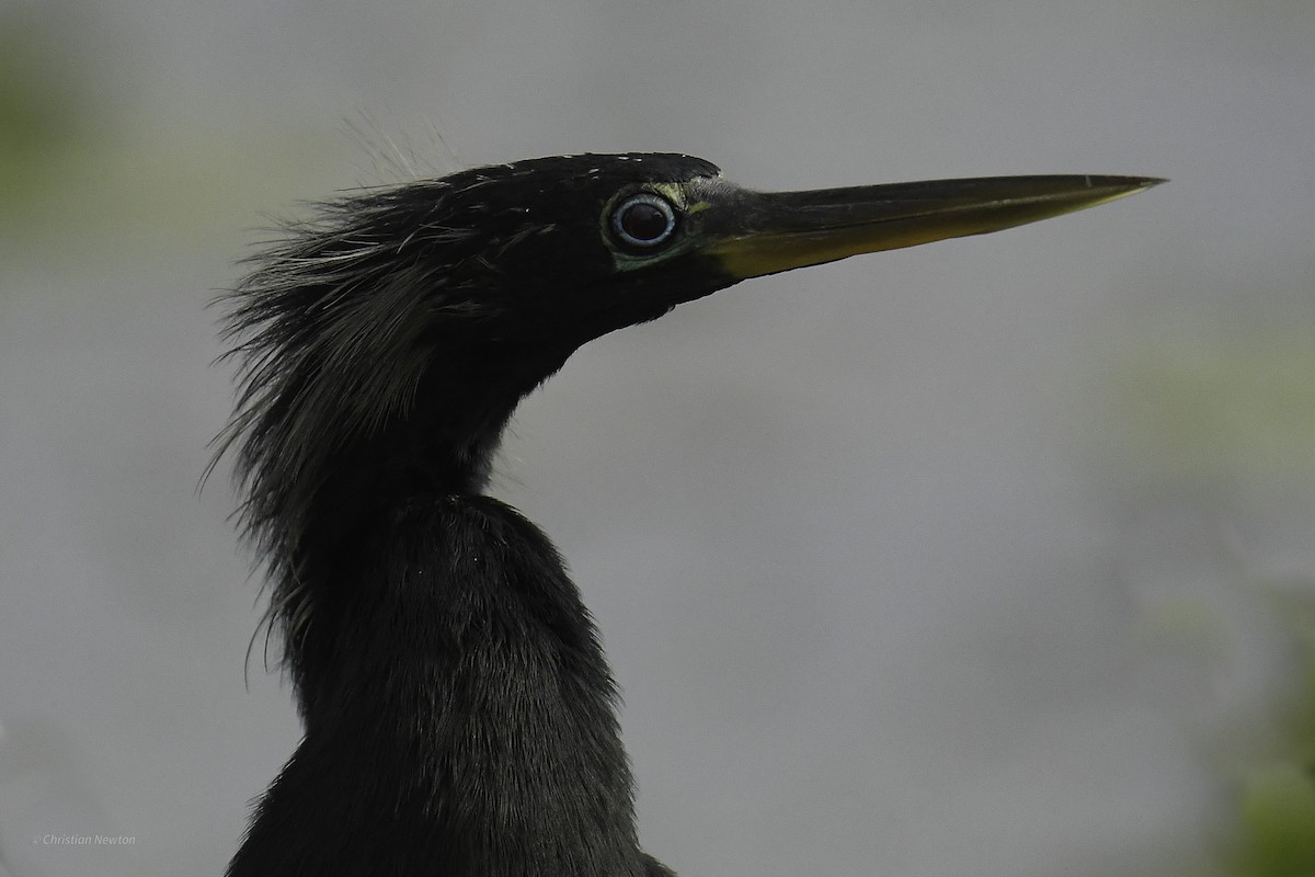 Anhinga - ML637633628