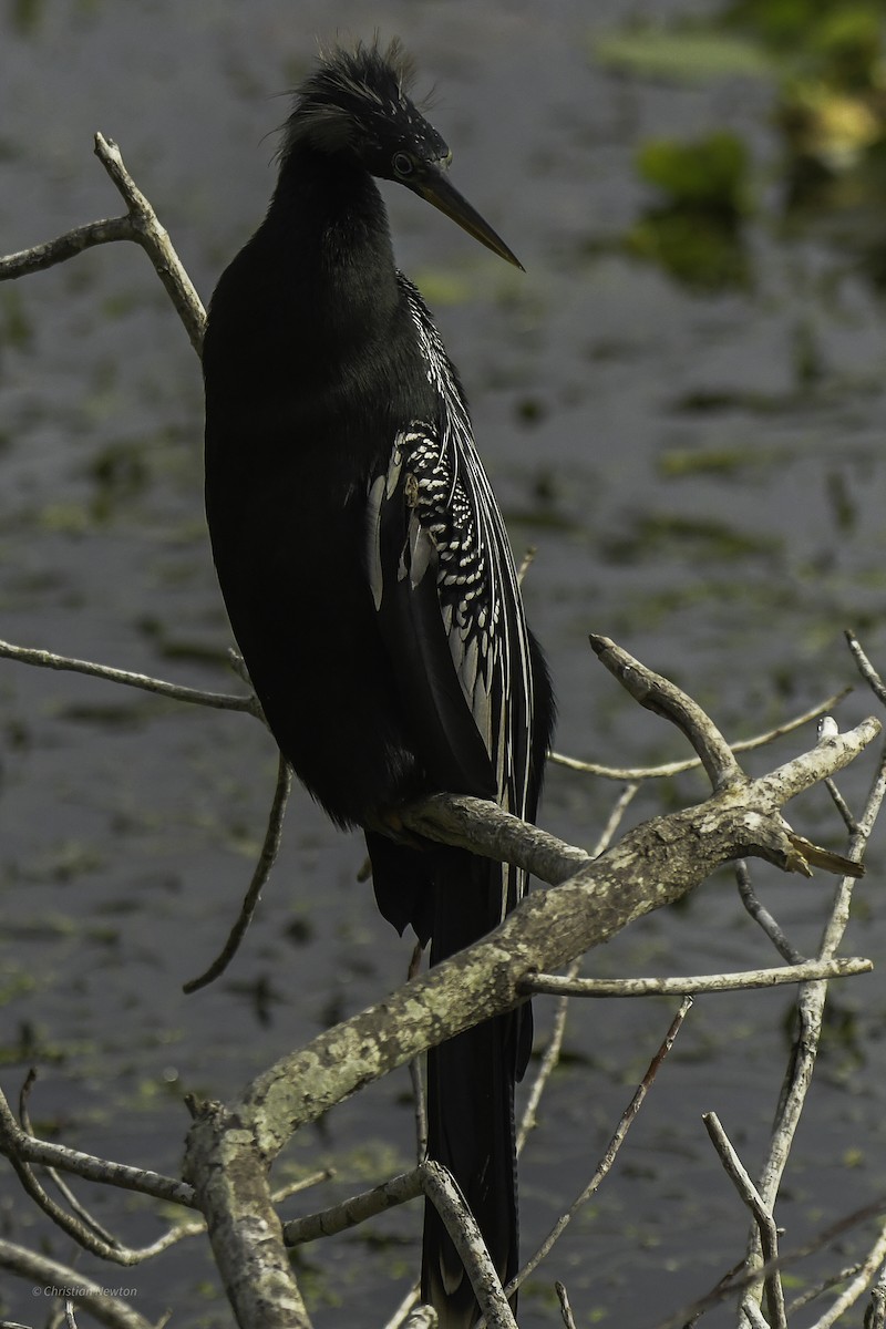 Anhinga - ML637633629