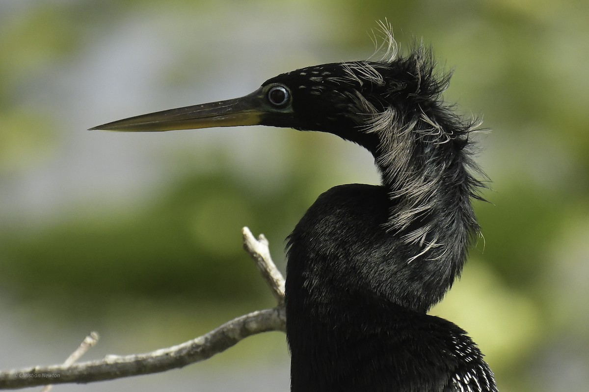 Anhinga - ML637633630