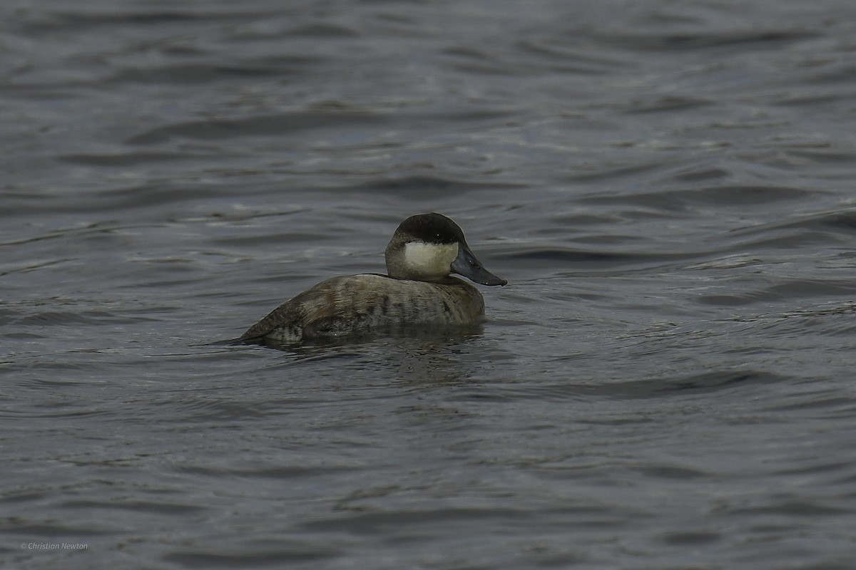Ruddy Duck - ML637633638