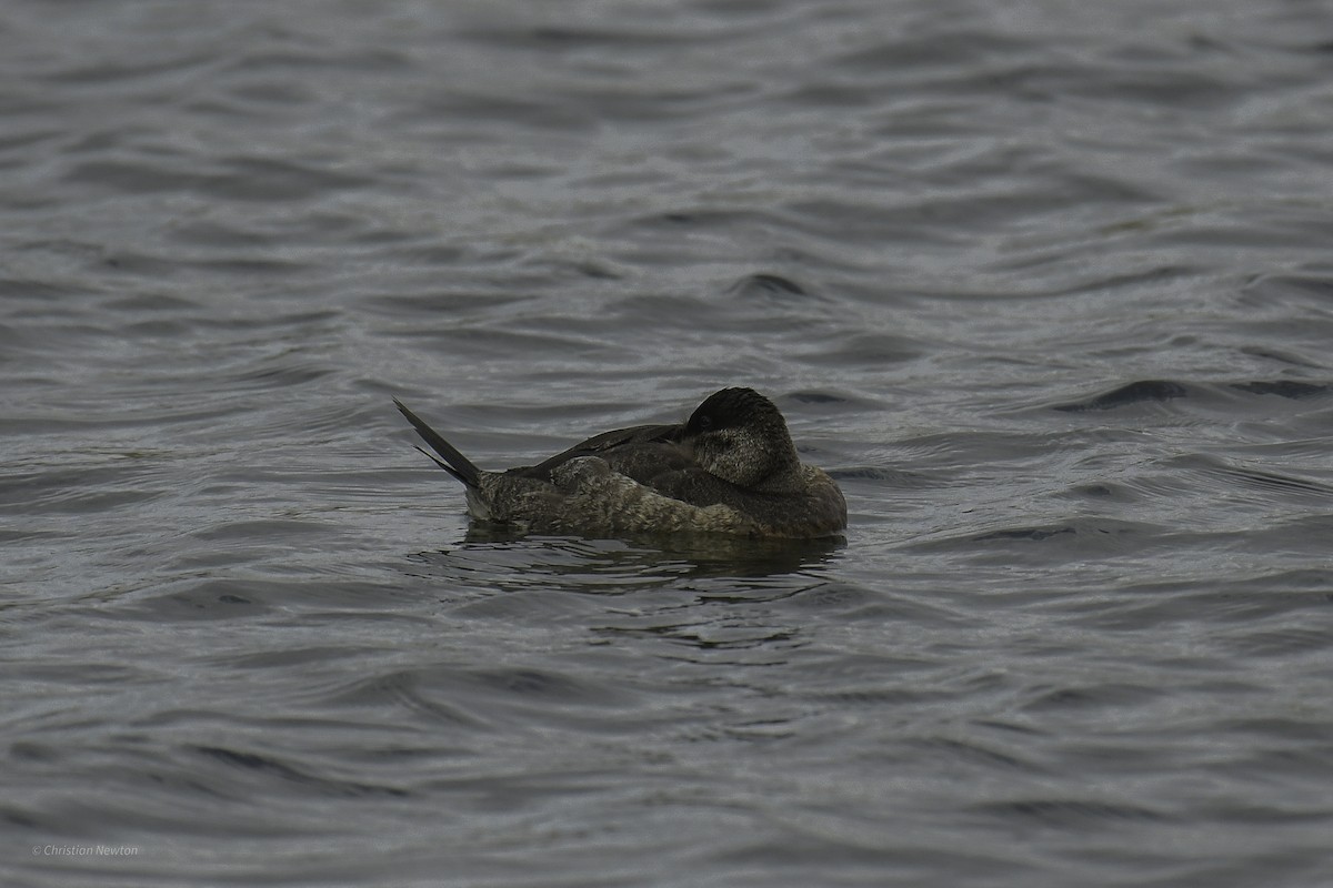 Ruddy Duck - ML637633640