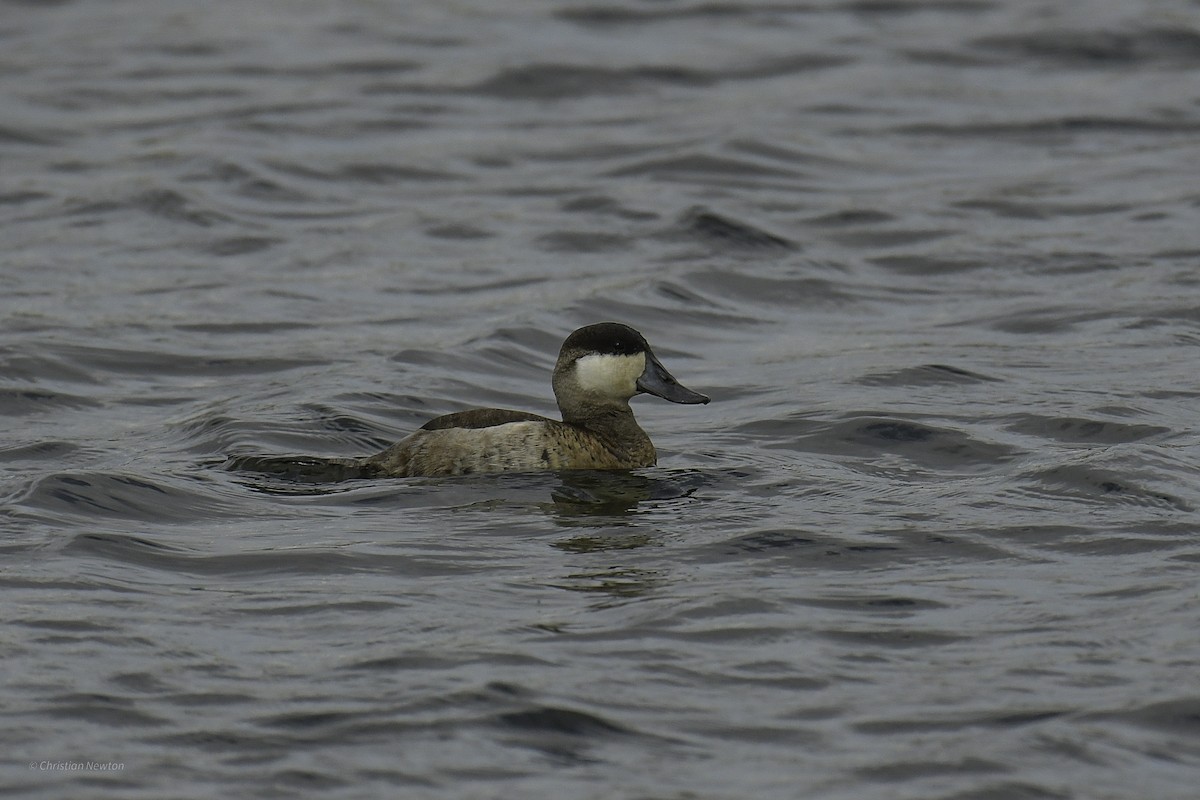 Ruddy Duck - ML637633641