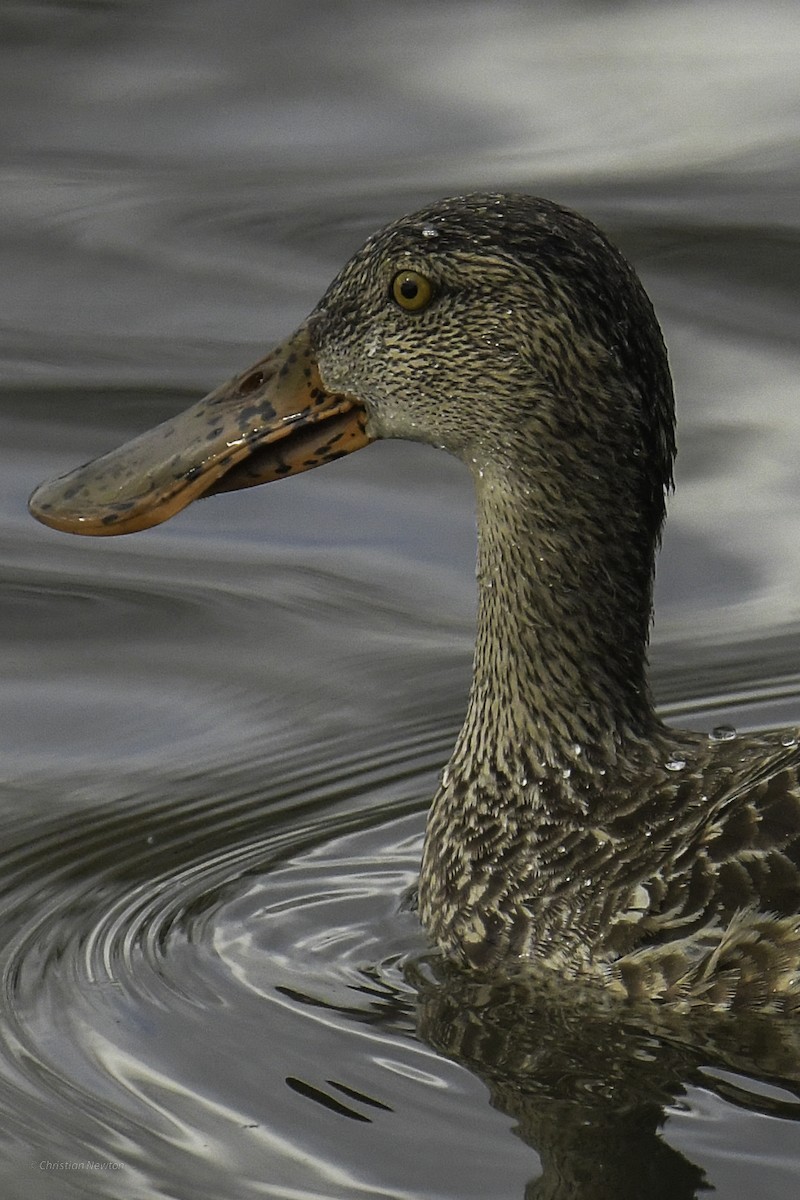 Northern Shoveler - ML637633645