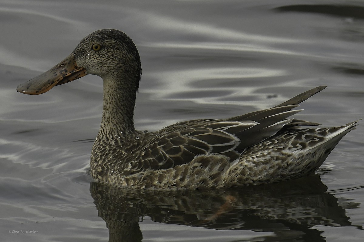 Northern Shoveler - ML637633646