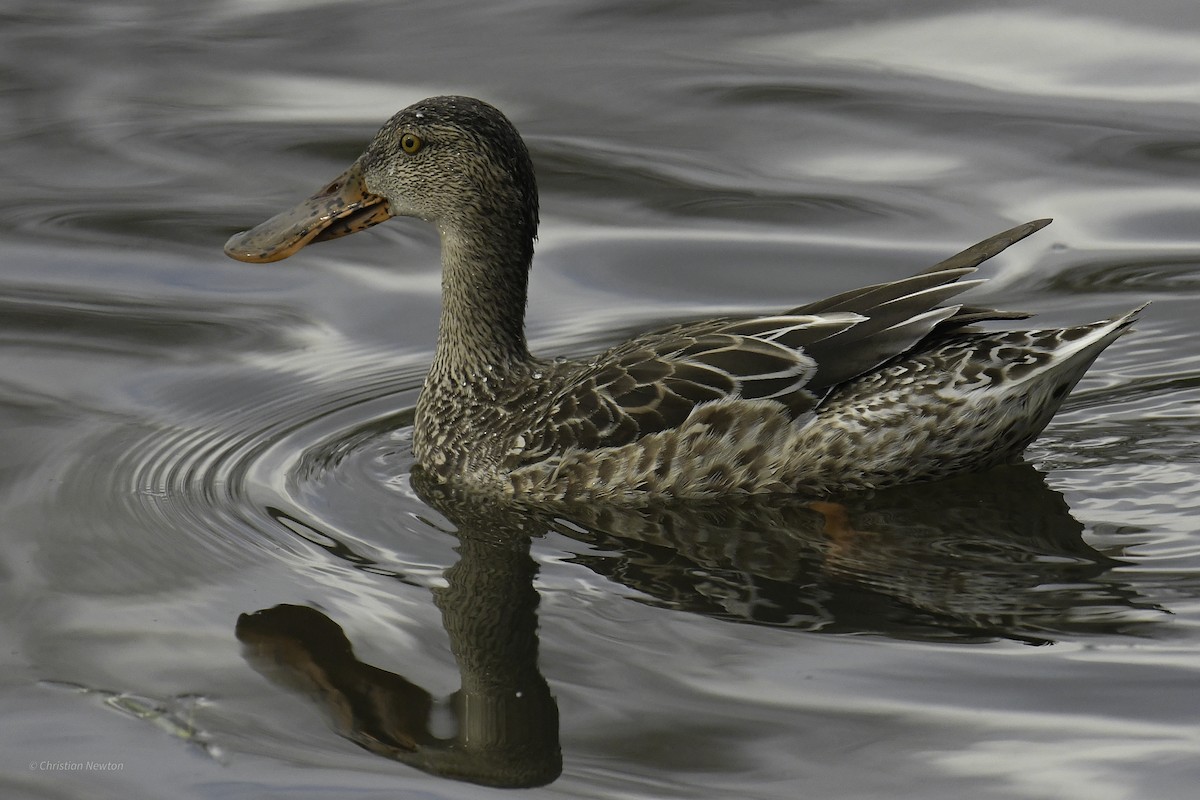 Northern Shoveler - ML637633647
