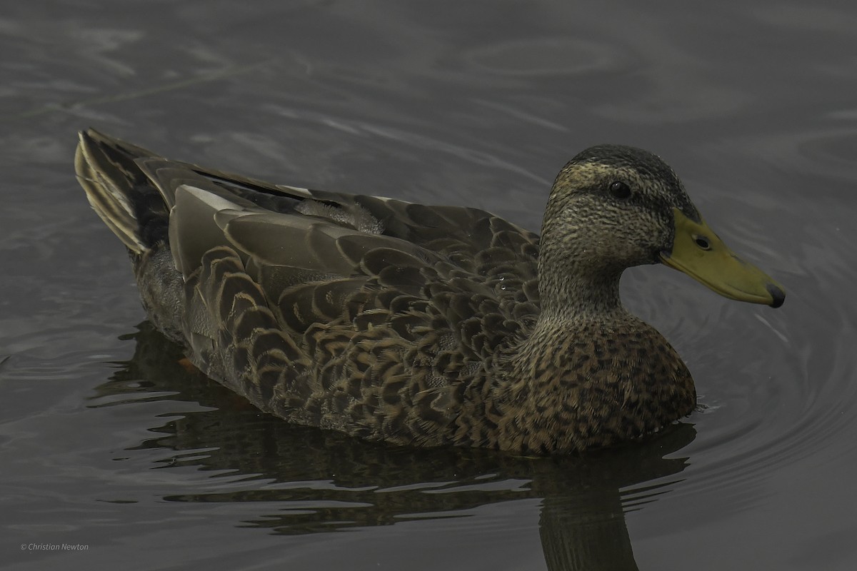 Mallard x Mottled Duck (hybrid) - ML637633649