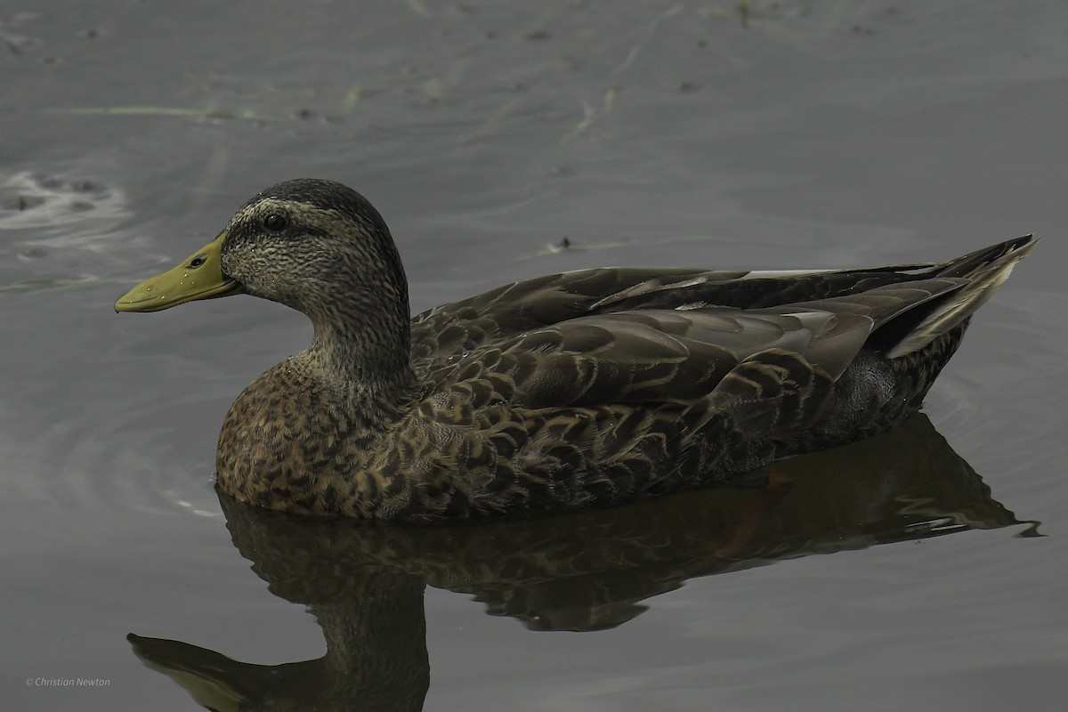 Mallard x Mottled Duck (hybrid) - ML637633650