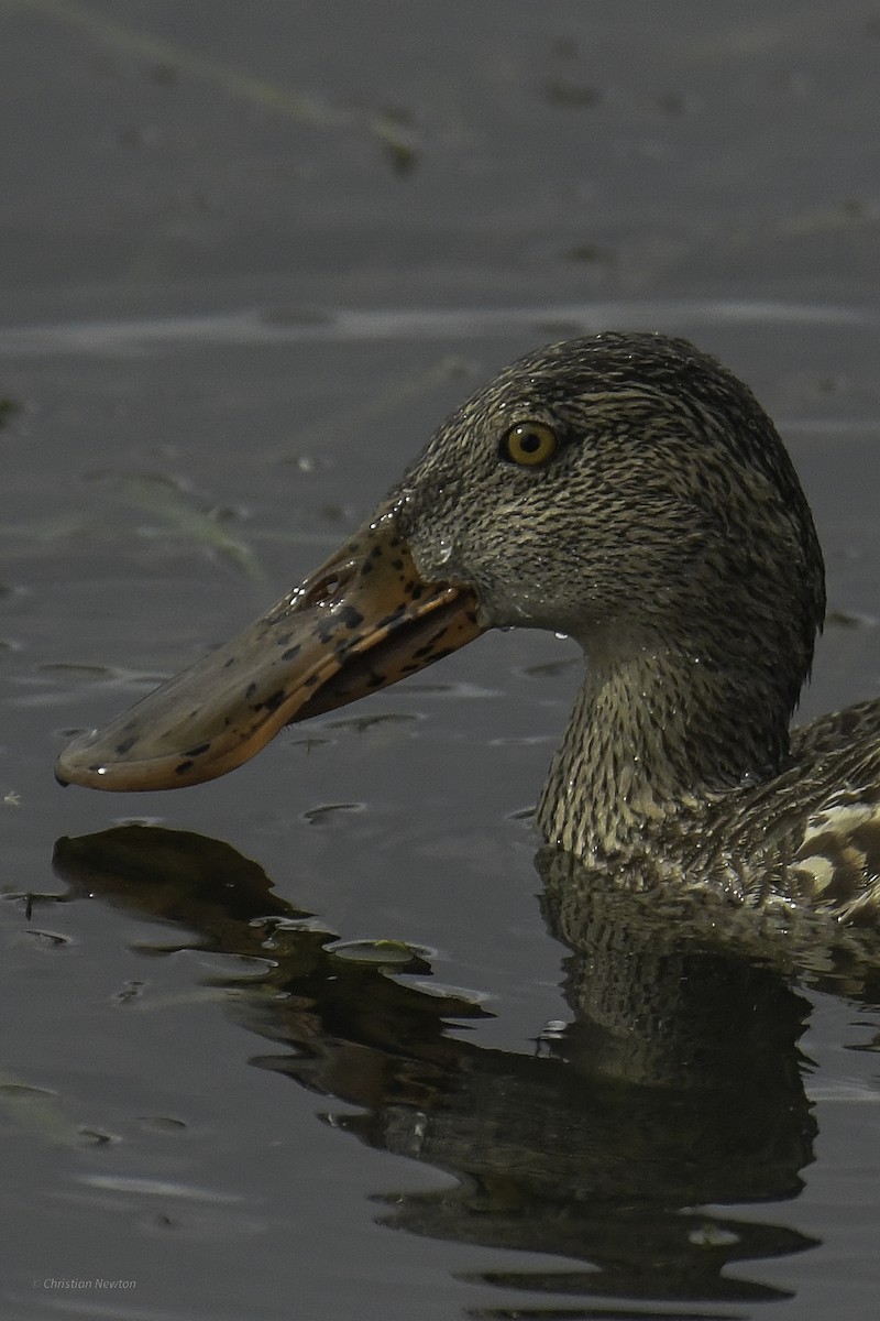 Northern Shoveler - ML637633653