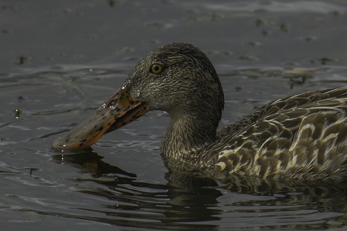 Northern Shoveler - ML637633654