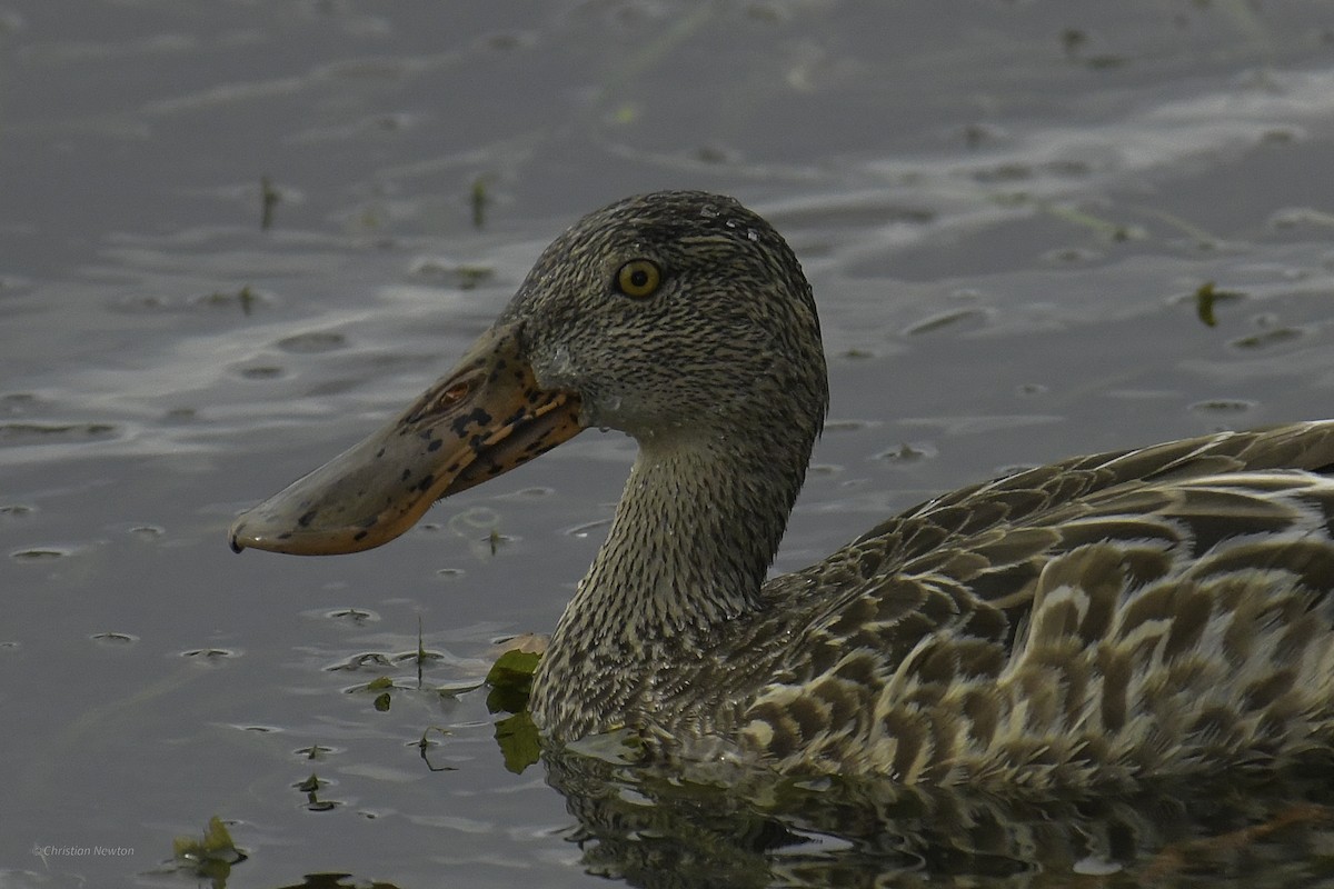 Northern Shoveler - ML637633655
