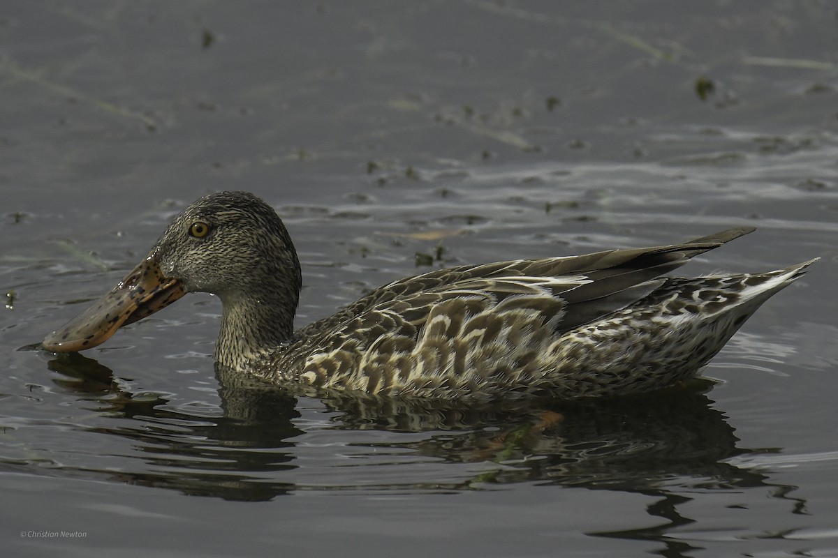 Northern Shoveler - ML637633656