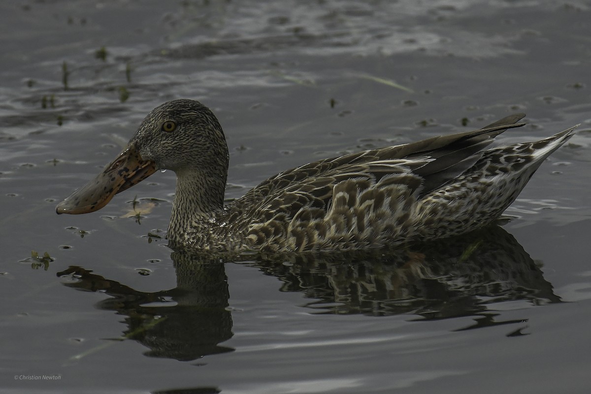 Northern Shoveler - ML637633657