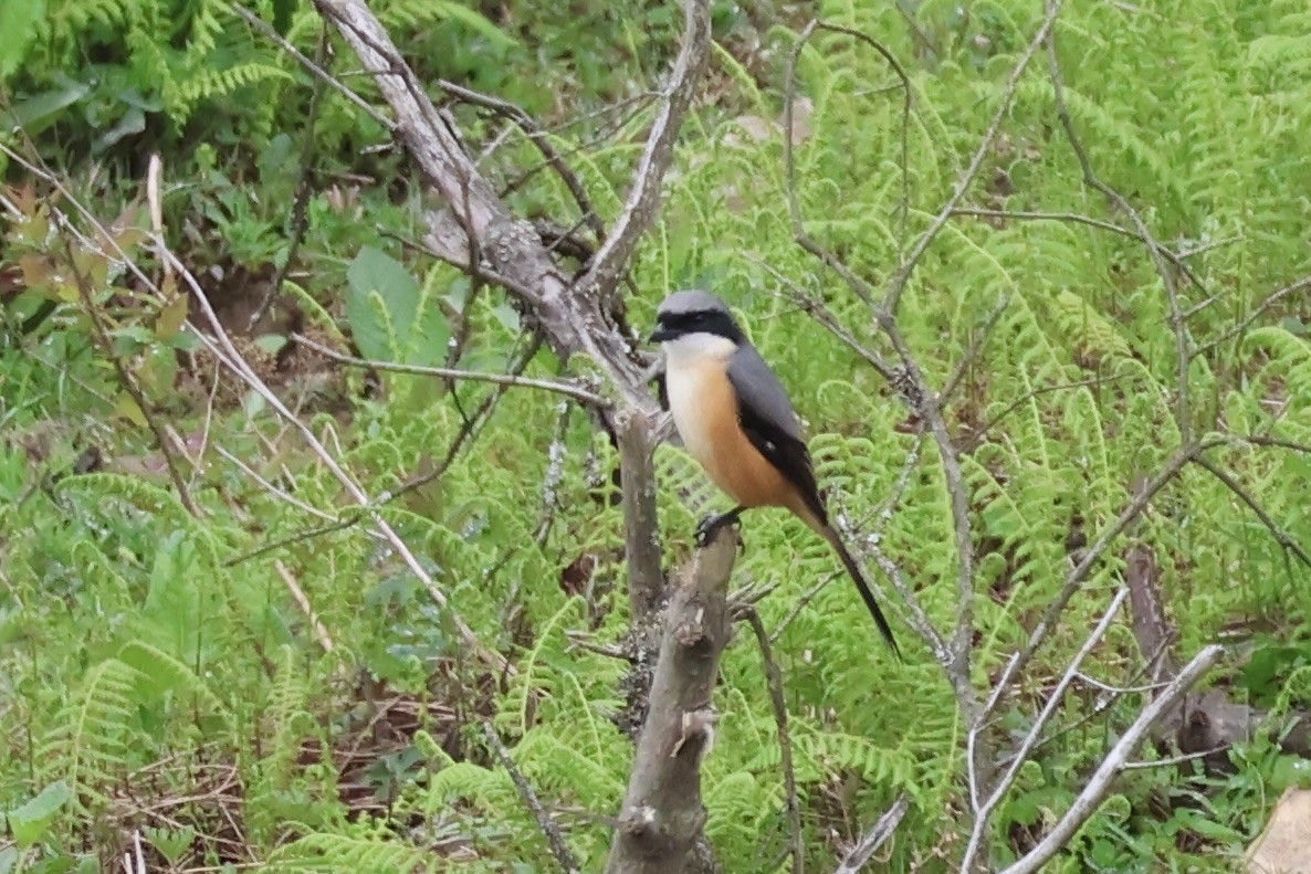 Gray-backed Shrike - ML637633686