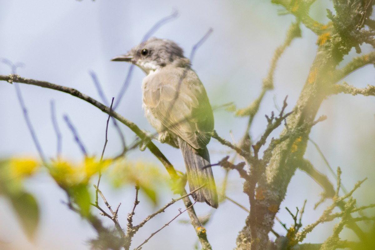 Eastern Orphean Warbler - ML637633692