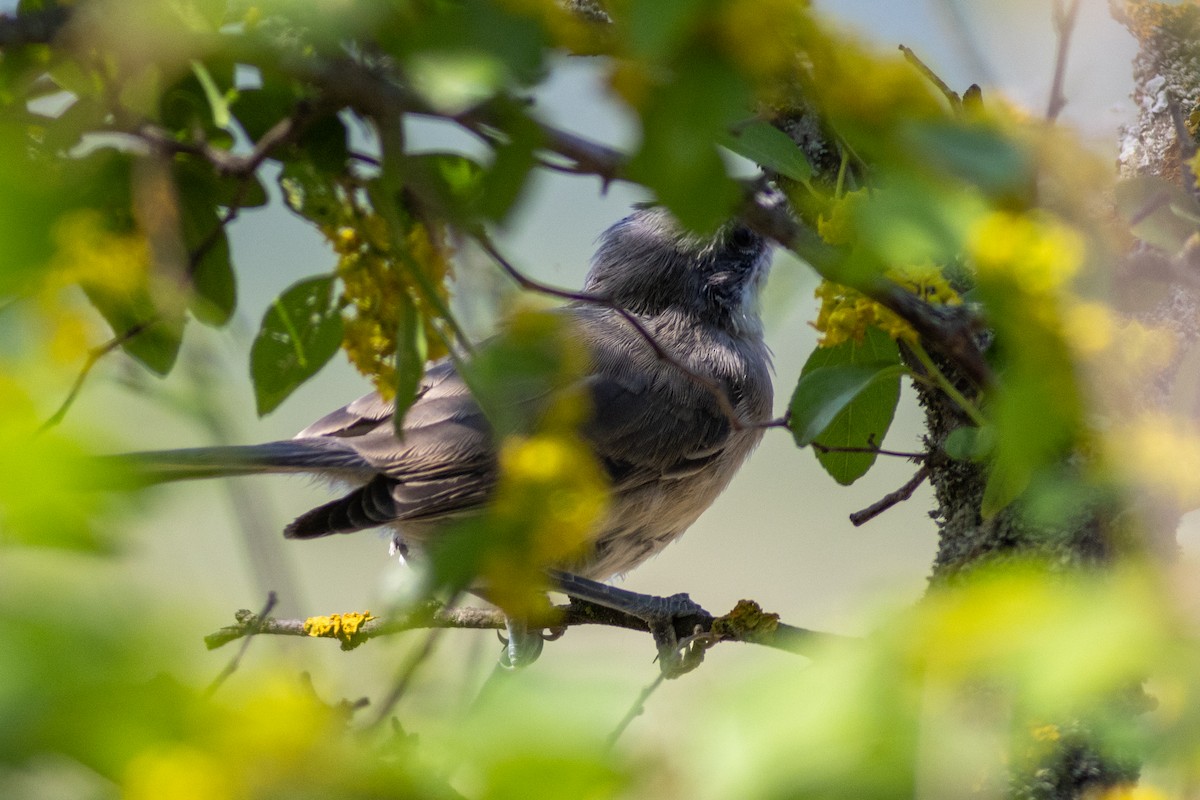 Eastern Orphean Warbler - ML637633693