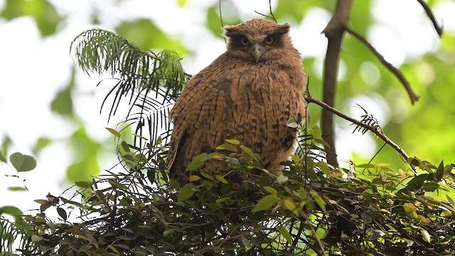 Tawny Fish-Owl - ML637633698