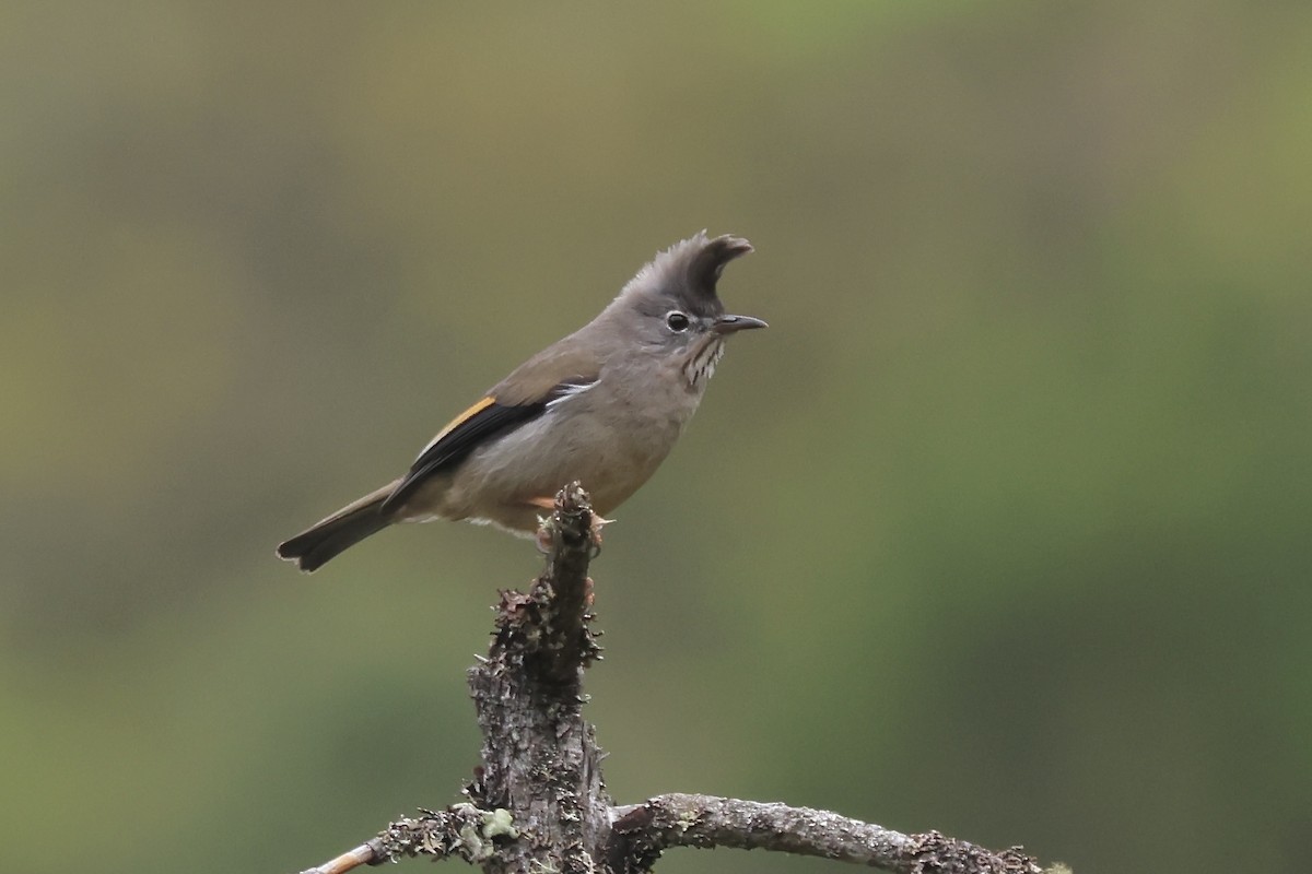 Stripe-throated Yuhina - ML637633718