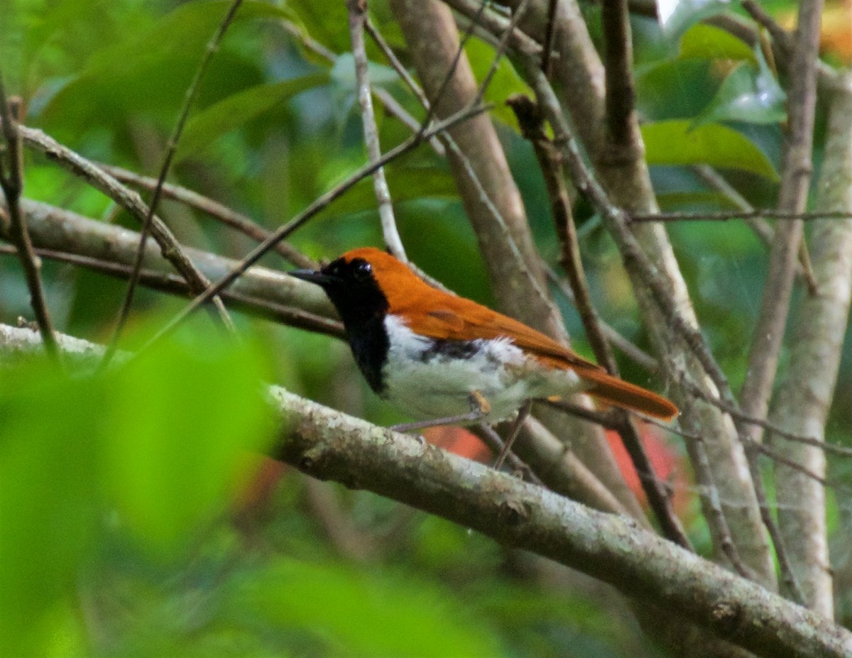 Ryukyu Robin - ML637633742