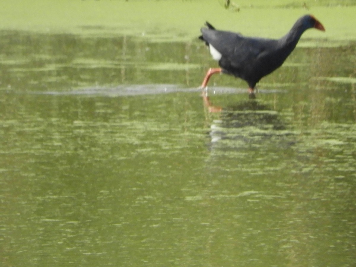 Western Swamphen - ML637633809