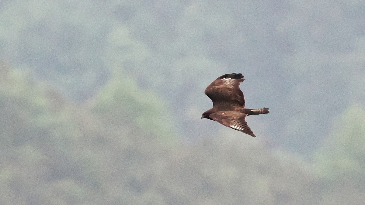 Himalayan Buzzard - ML637633825