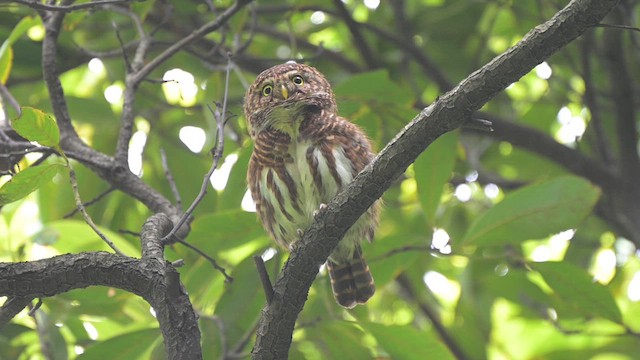 Collared Owlet - ML637633844