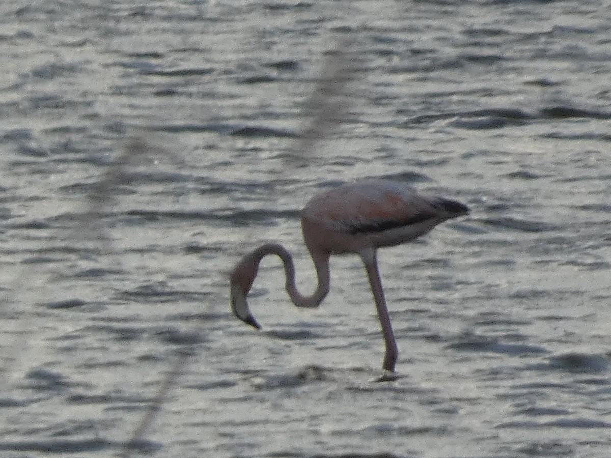 Amerika Flamingosu - ML637633858