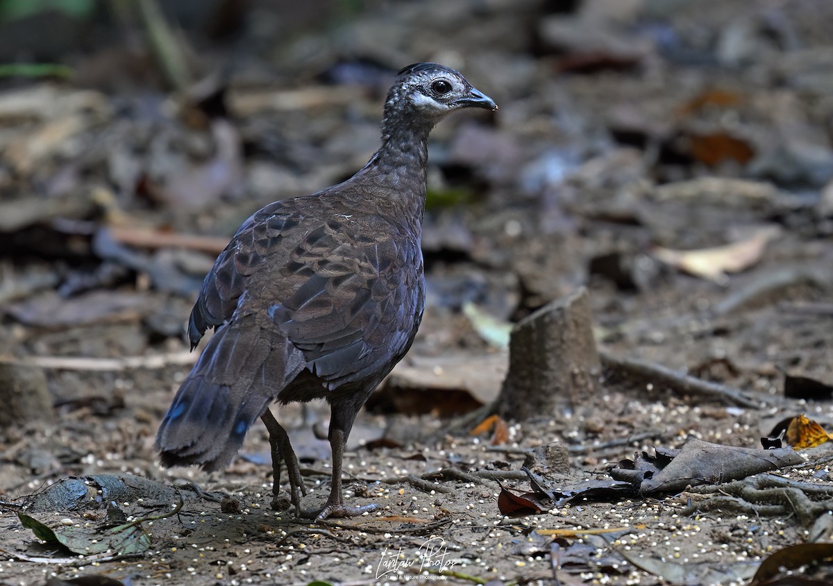 Palawan Peacock-Pheasant - ML637633873