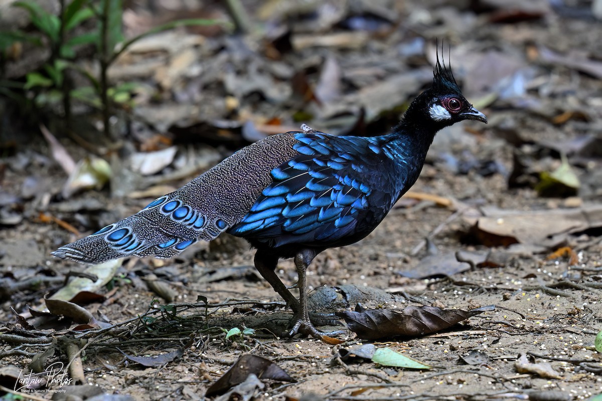 Palawan Peacock-Pheasant - ML637633874