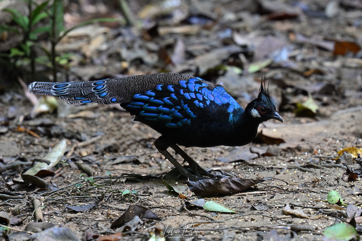 Palawan Peacock-Pheasant - ML637633875