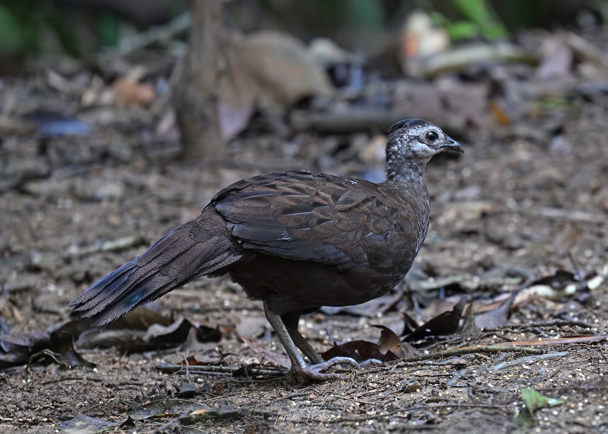 Palawan Peacock-Pheasant - ML637633876