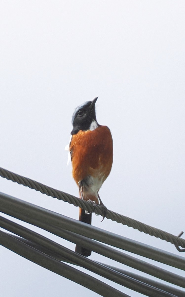 White-throated Redstart - ML637633889