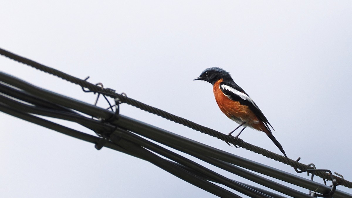 White-throated Redstart - ML637633890