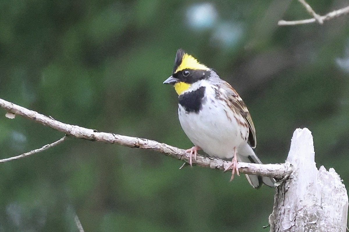 Yellow-throated Bunting - ML637633892