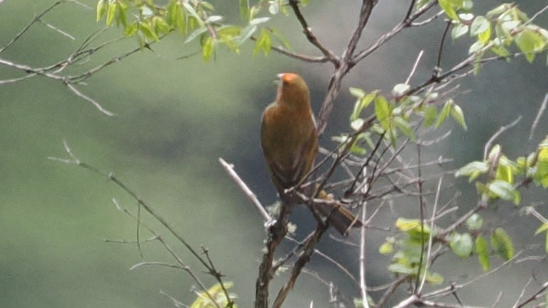 Crimson-browed Finch - ML637633914